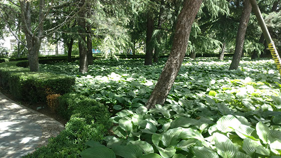 北京理工大學(xué)校園環(huán)境好嗎