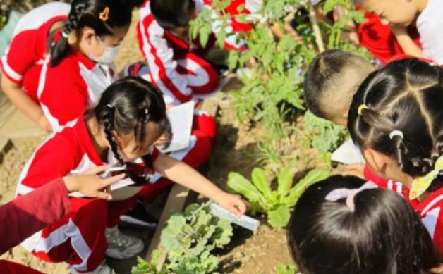 “同種子一起成長”北京中加學校小學部科任組學科實踐活動