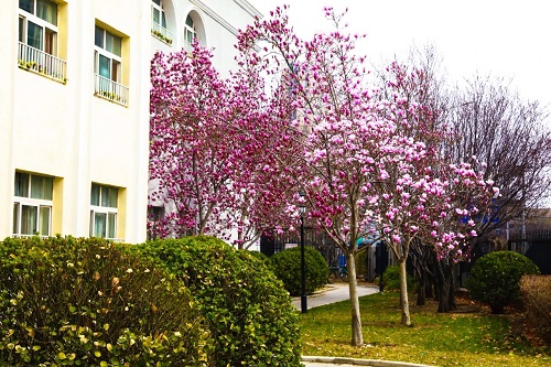 北京市忠德學校國際班怎么樣