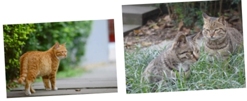 成都七中國際部新生校園生活